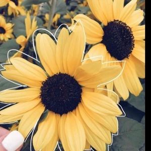 Meet your Posher, Skylar